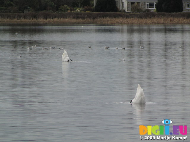 SX02802 Suicidal Swans trying to drown themselves - Mute Swans [Cygnus Olor]